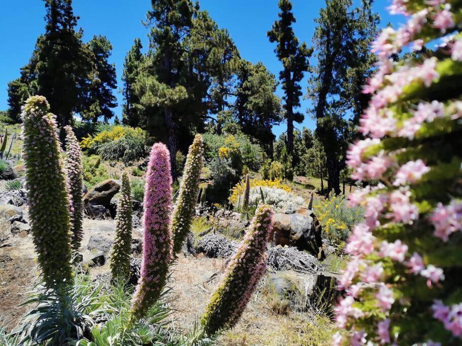 La Terraza De Juana Villa Santa Cruz de la Palma  Buitenkant foto